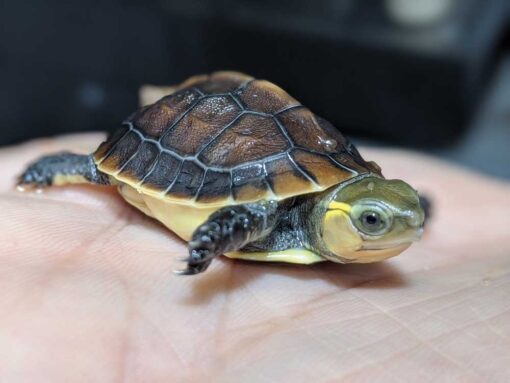 BABY ASIAN BOX TURTLES FOR SALE - Image 3