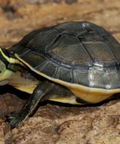 SULAWESI ASIAN BOX TURTLES FOR SALE