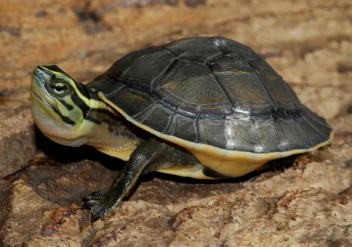 SULAWESI ASIAN BOX TURTLES FOR SALE