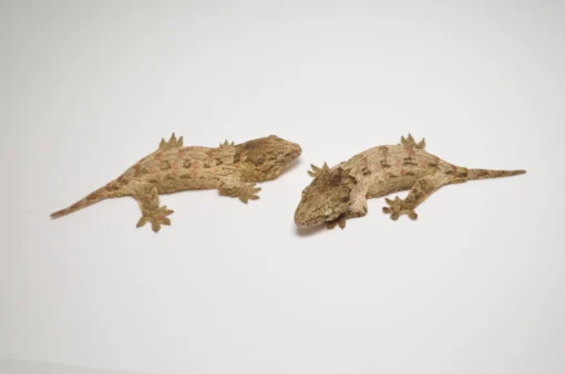 BABY OFFSHORE LEACHIANUS GECKOS FOR SALE - Image 3