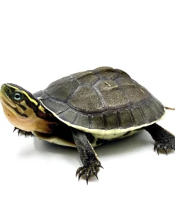 BABY ASIAN BOX TURTLES FOR SALE