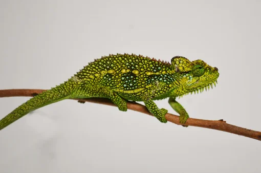 HELMETED CHAMELEON FOR SALE. - Image 3