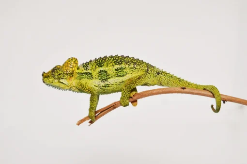 HELMETED CHAMELEON FOR SALE. - Image 2