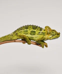 HELMETED CHAMELEON FOR SALE.