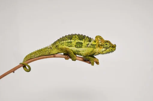 HELMETED CHAMELEON FOR SALE.