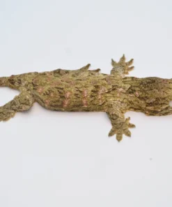 BABY MORO ISLAND LEACHIANUS GECKOS FOR SALE