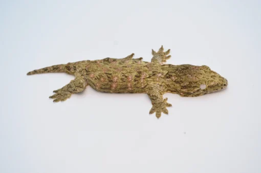 BABY MORO ISLAND LEACHIANUS GECKOS FOR SALE