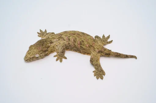 BABY MORO ISLAND LEACHIANUS GECKOS FOR SALE - Image 2
