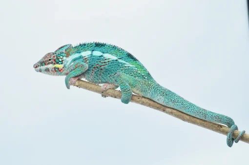 ADULT PANTHER CHAMELEONS FOR SALE - Image 3