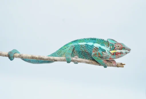 ADULT PANTHER CHAMELEONS FOR SALE - Image 2