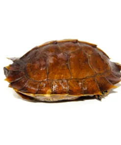 SPINY TURTLES FOR SALE