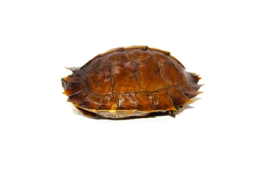 SPINY TURTLES FOR SALE