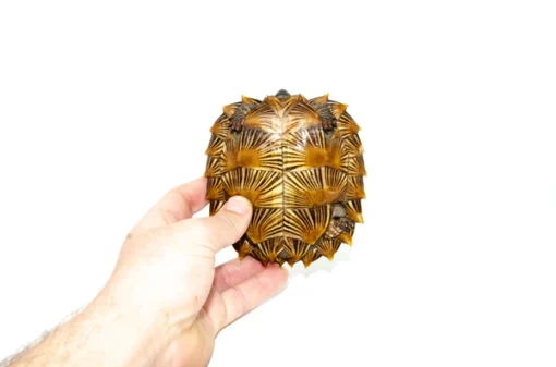 SPINY TURTLES FOR SALE - Image 3