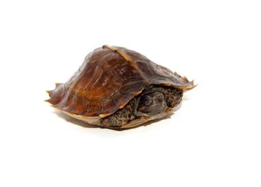 SPINY TURTLES FOR SALE - Image 2