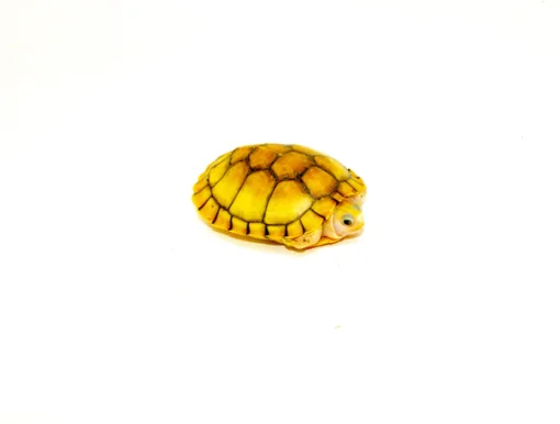 CARAMEL PINK ALBINO RED EAR SLIDER TURTLE FOR SALE - Image 2