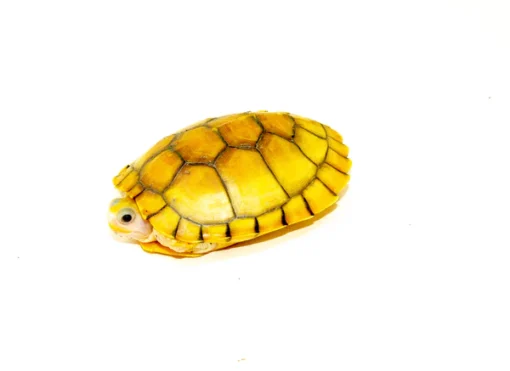 CARAMEL PINK ALBINO RED EAR SLIDER TURTLE FOR SALE - Image 4