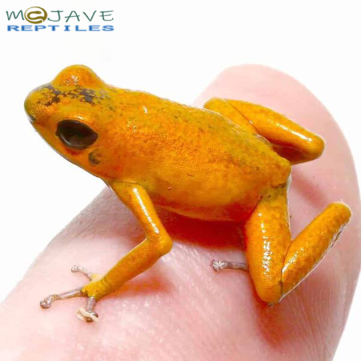 ORANGE PUMILIO DART FROGS FOR SALE - Image 2