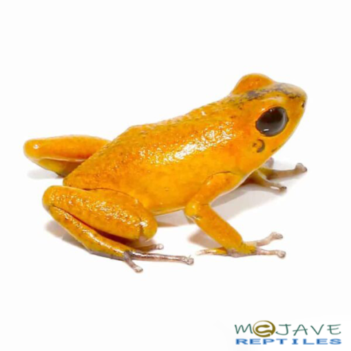 ORANGE PUMILIO DART FROGS FOR SALE - Image 3