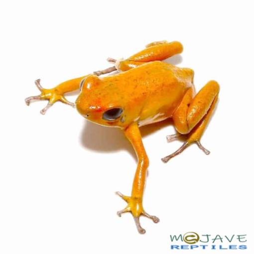 ORANGE PUMILIO DART FROGS FOR SALE - Image 4