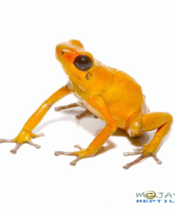 ORANGE PUMILIO DART FROGS FOR SALE