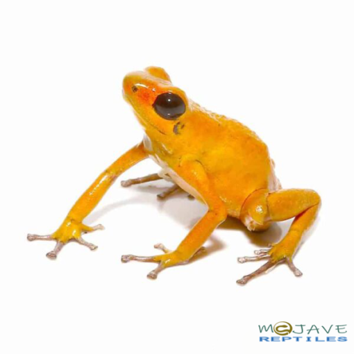 ORANGE PUMILIO DART FROGS FOR SALE