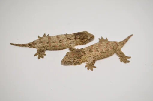 BABY OFFSHORE LEACHIANUS GECKOS FOR SALE - Image 2