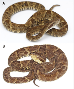 A BABY LANCEHEAD VIPER FOR SALE
