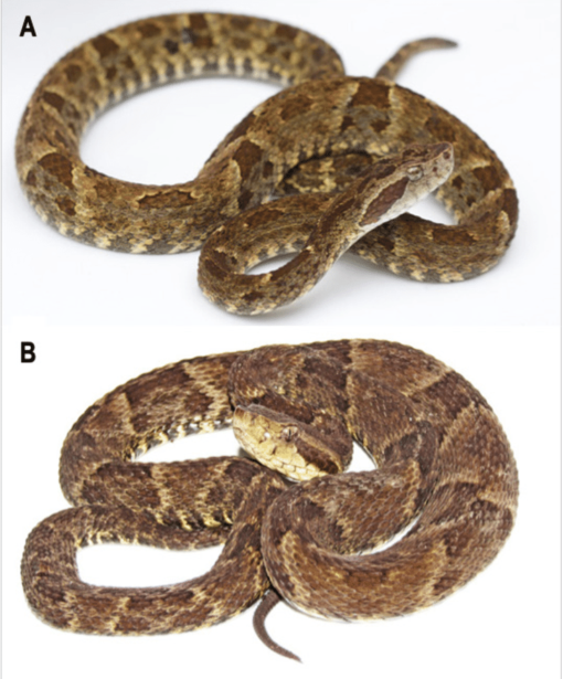 A BABY LANCEHEAD VIPER FOR SALE