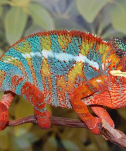 JUVENILE PANTHER CHAMELEONS FOR SALE