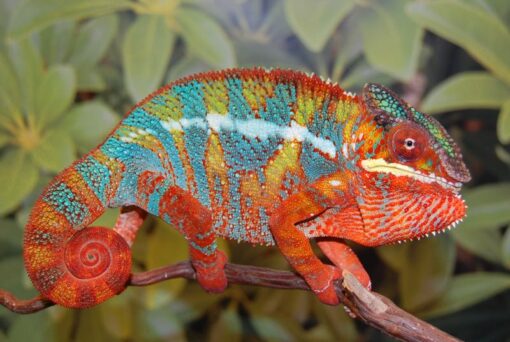JUVENILE PANTHER CHAMELEONS FOR SALE
