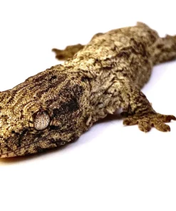 BABY MT KOGHIS LEACHIANUS GECKOS FOR SALE