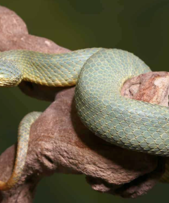 SQUAMIGERA BUSH VIPERS FOR SALE