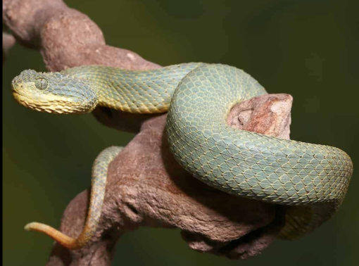 SQUAMIGERA BUSH VIPERS FOR SALE