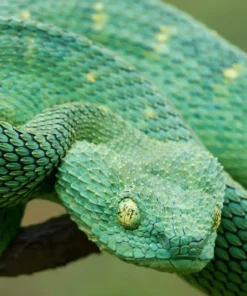 PATTERNLESS GREEN SQUAMIGERA BUSH VIPERS FOR SALE