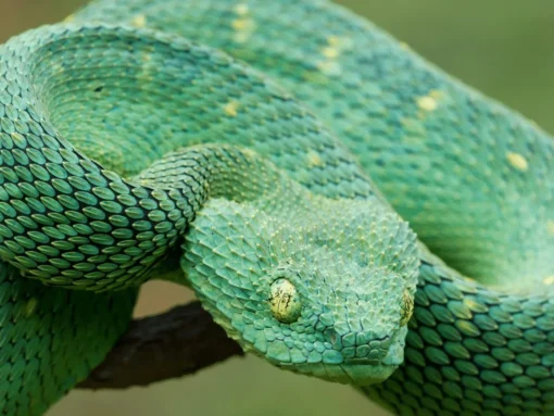 PATTERNLESS GREEN SQUAMIGERA BUSH VIPERS FOR SALE