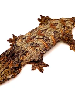 SUPER PINK NU ANA LEACHIANUS GECKOS FOR SALE.