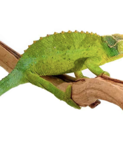 JACKSONS CHAMELEONS FOR SALE.