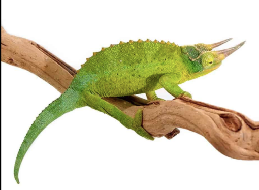 JACKSONS CHAMELEONS FOR SALE.