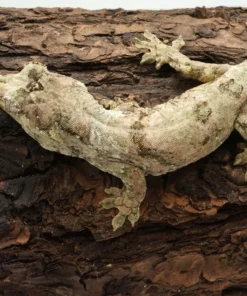 ADULT MALE MNIAROGEKKO CHAHOUA GECKOS FOR SALE