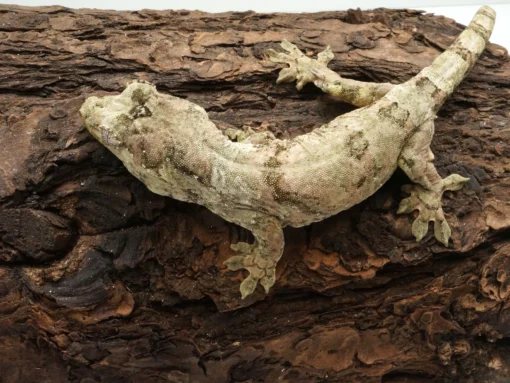 ADULT MALE MNIAROGEKKO CHAHOUA GECKOS FOR SALE