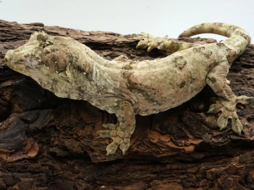 ADULT MALE MNIAROGEKKO CHAHOUA GECKOS FOR SALE - Image 2