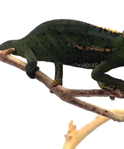 CANOPY CHAMELEONS FOR SALE