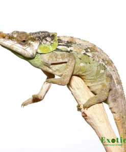 MALTHE’S GREEN EARED CHAMELEON FOR SALE