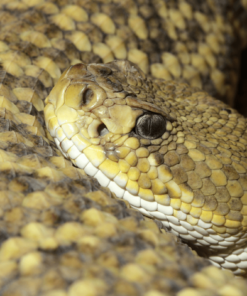 BABY MEXICAN WEST COAST RATTLESNAKE FOR SALE