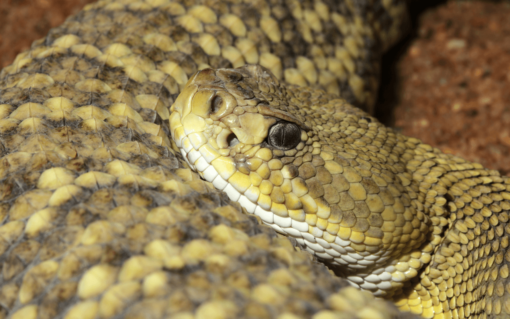 BABY MEXICAN WEST COAST RATTLESNAKE FOR SALE