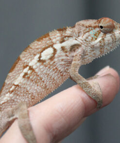 BABY PANTHER CHAMELEONS FOR SALE