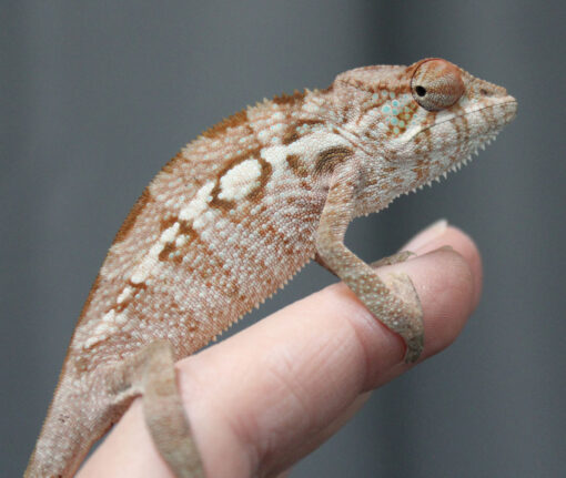 BABY PANTHER CHAMELEONS FOR SALE