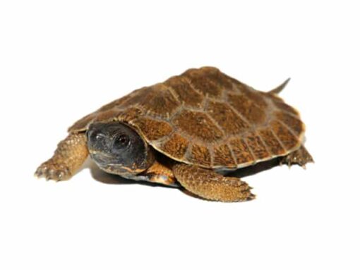YEARLING NORTH AMERICAN WOOD TURTLES FOR SALE - Image 2