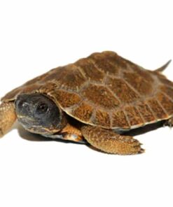 YEARLING NORTH AMERICAN WOOD TURTLES FOR SALE
