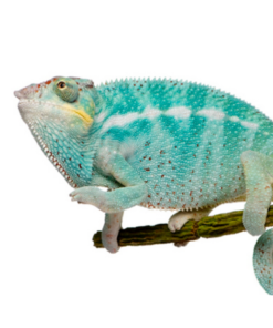 6-8 INCH NOSY BE PANTHER CHAMELEON GECKOS FOR SALE